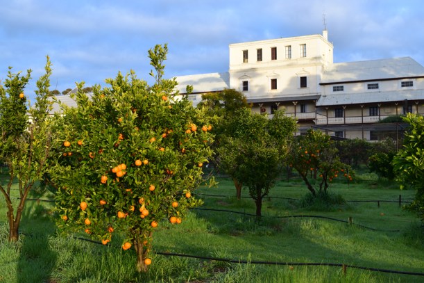 160821-10-Monastery-orchard-New-Norcia